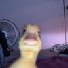 Picture of Breanna Halliburton